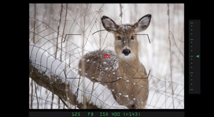 10 Wildlife photography tips