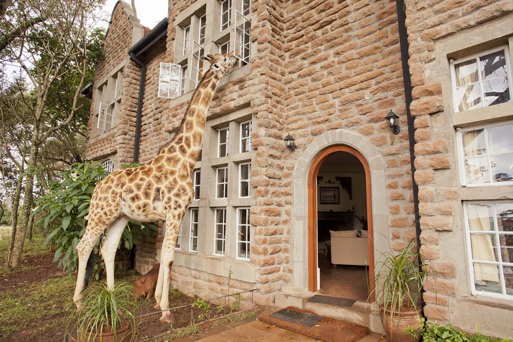 Giraffe Manor Kenya 6