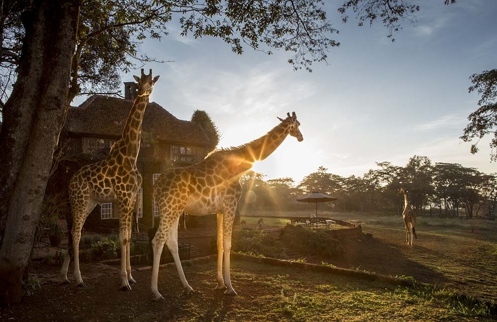 Giraffe Manor Kenya Reosrt
