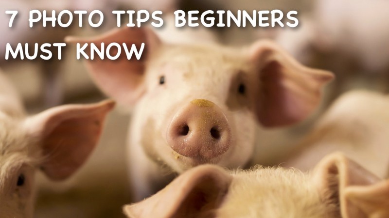 Basic Photographer Tips